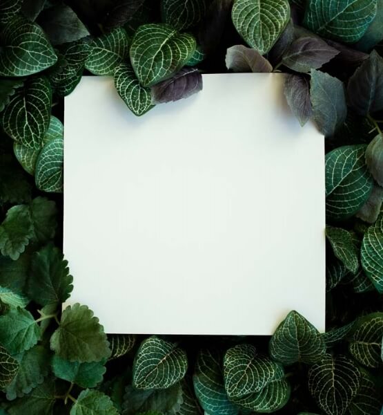 A blank card framed by dark green leaves